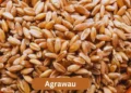 agrawau