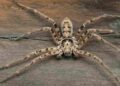 largest spider in the world