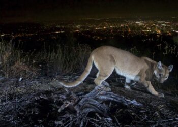 mountain lion killed in oceanside