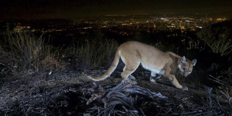 mountain lion killed in oceanside